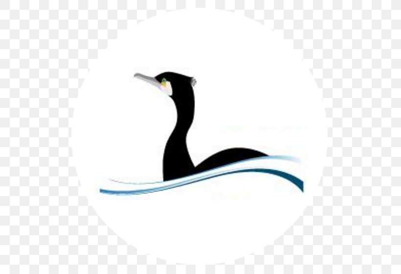 Penguin IJsselmeervereniging Water Bird, PNG, 559x559px, Penguin, Beak, Bird, Cygnini, Duck Download Free