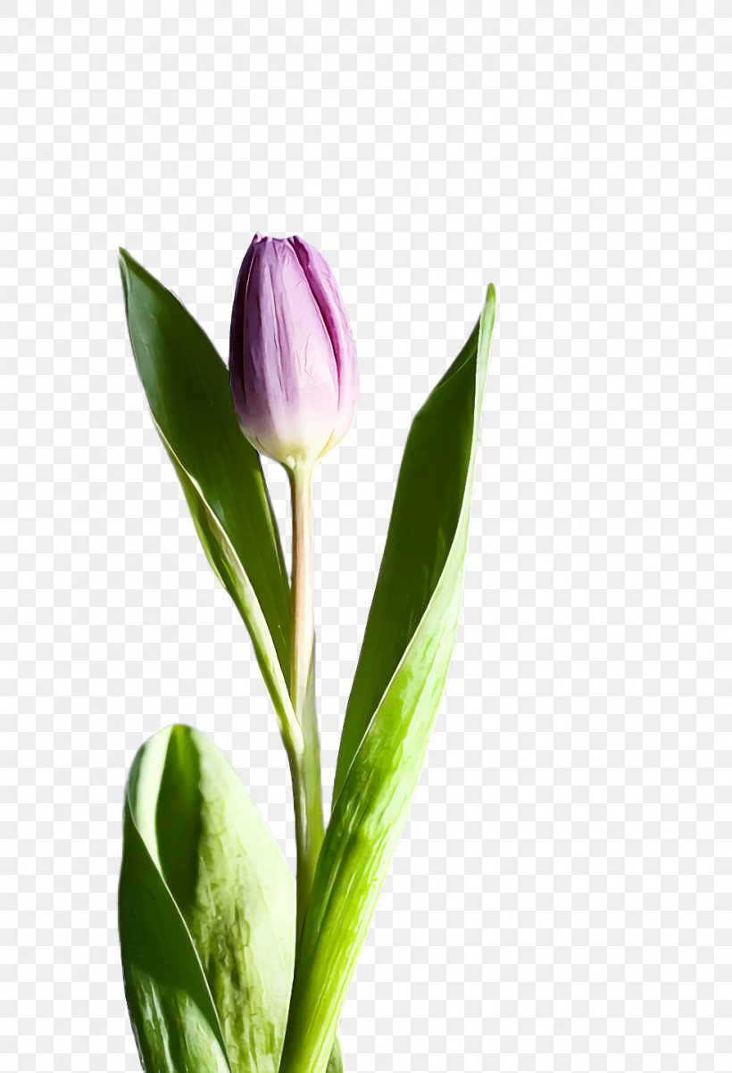 Spring Flower Spring Floral Flowers, PNG, 982x1440px, Spring Flower, Bud, Flower, Flowers, Perennial Plant Download Free