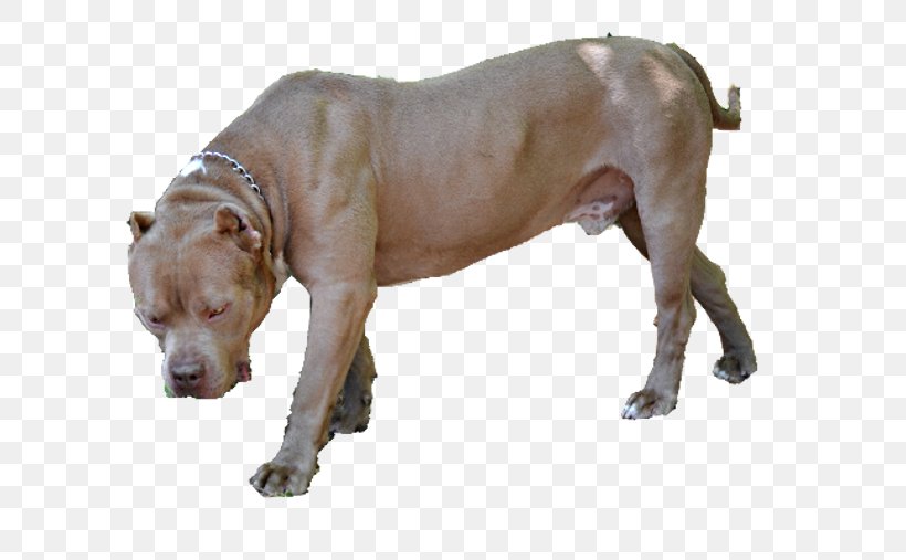 American Pit Bull Terrier Olde English Bulldogge Dog Breed, PNG, 700x507px, American Pit Bull Terrier, Breed, Bull, Bull Terrier, Bulldog Download Free