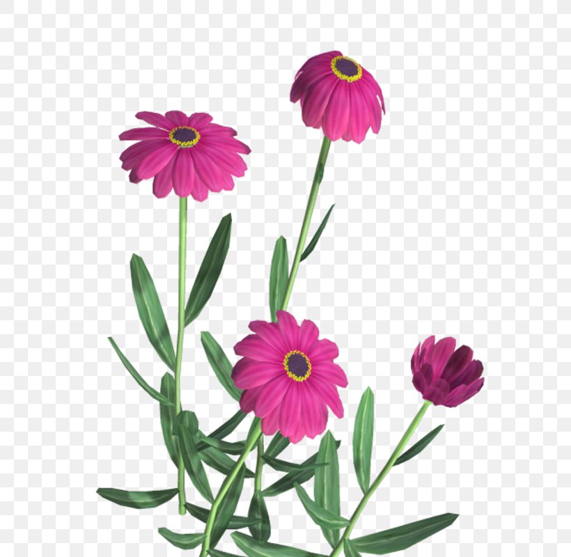 Flower Clip Art, PNG, 653x800px, Flower, Annual Plant, Chrysanths, Cut Flowers, Dahlia Download Free