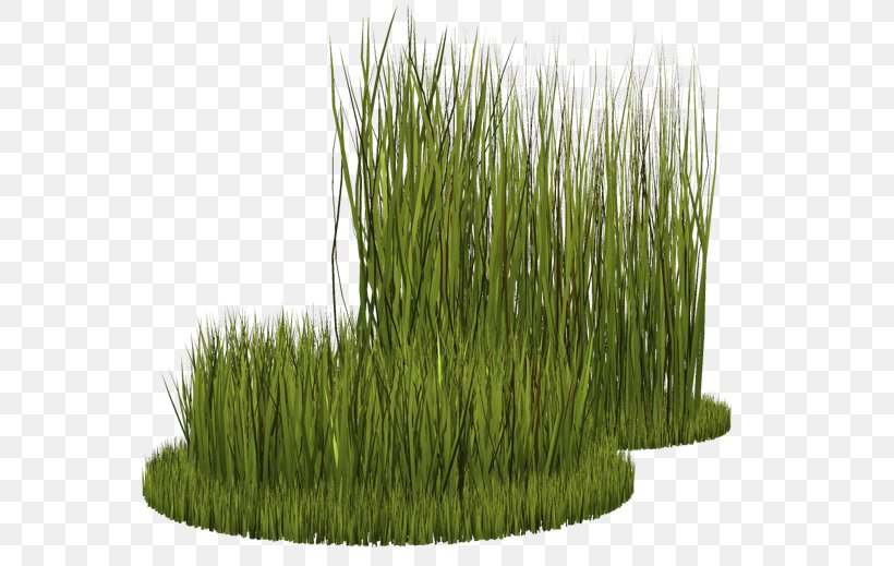 Grasses Herbaceous Plant Perennial Ryegrass Lawn, PNG, 600x519px, Grasses, Drawing, Flowering Plant, Fodder, Grass Download Free