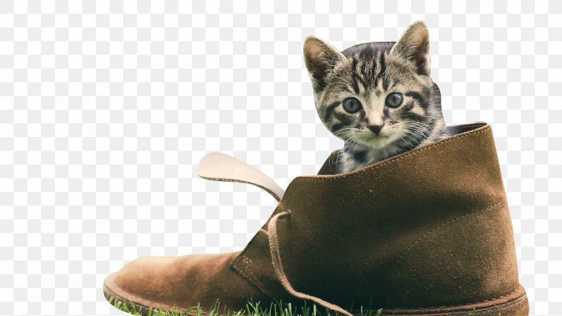 Kitten Cat Puppy Shoe Wallpaper, PNG, 1920x1080px, Kitten, Bengal, Carnivoran, Cat, Cat Like Mammal Download Free
