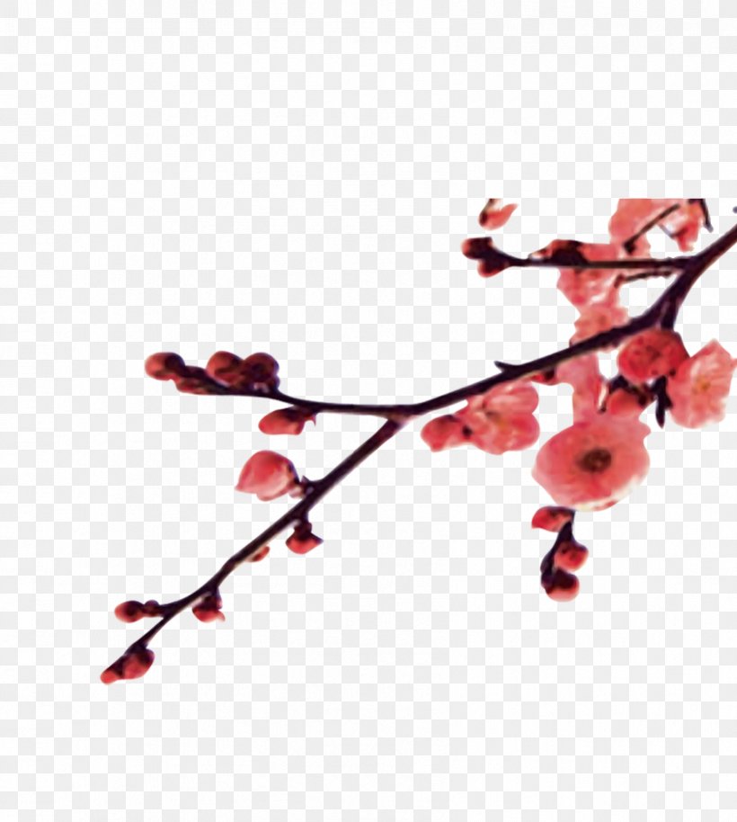 Plum Blossom Winter Apricot, PNG, 843x940px, Plum Blossom, Apricot, Branch, Chimonanthus Praecox, Chinoiserie Download Free