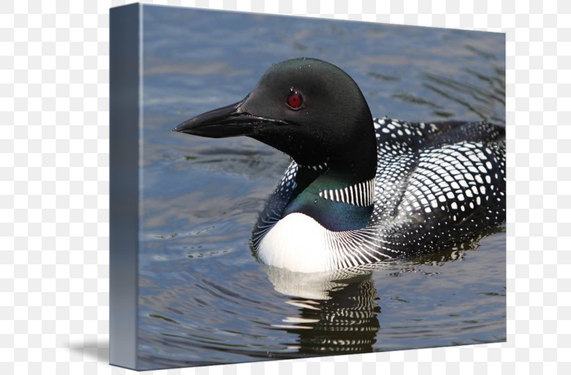 Seaducks Fauna Beak, PNG, 650x539px, Duck, Beak, Bird, Ducks Geese And Swans, Fauna Download Free