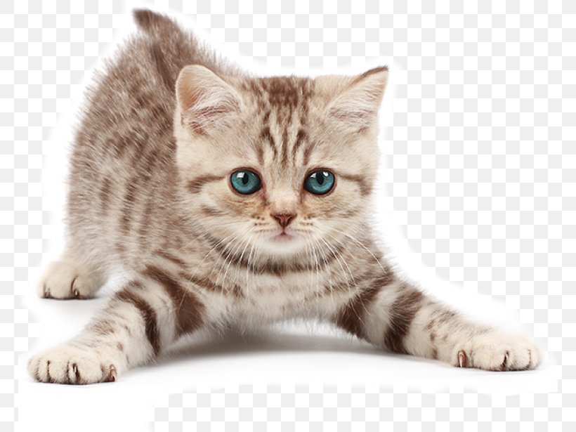 American Bobtail Kitten Munchkin Cat Dog Siamese Cat, PNG, 768x615px, American Bobtail, American Shorthair, American Wirehair, Asian, Australian Mist Download Free