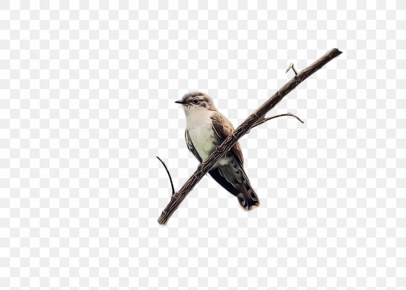 Bird Beak Twig Branch Finch, PNG, 2364x1692px, Watercolor, Beak, Bird, Branch, Emberizidae Download Free