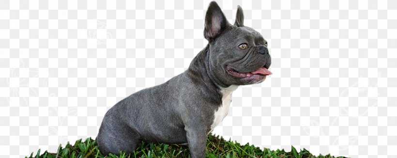 Dog Breed French Bulldog Toy Bulldog Non-sporting Group, PNG, 881x351px, Dog Breed, American Kennel Club, Breed, Brindle, Brindle White Download Free