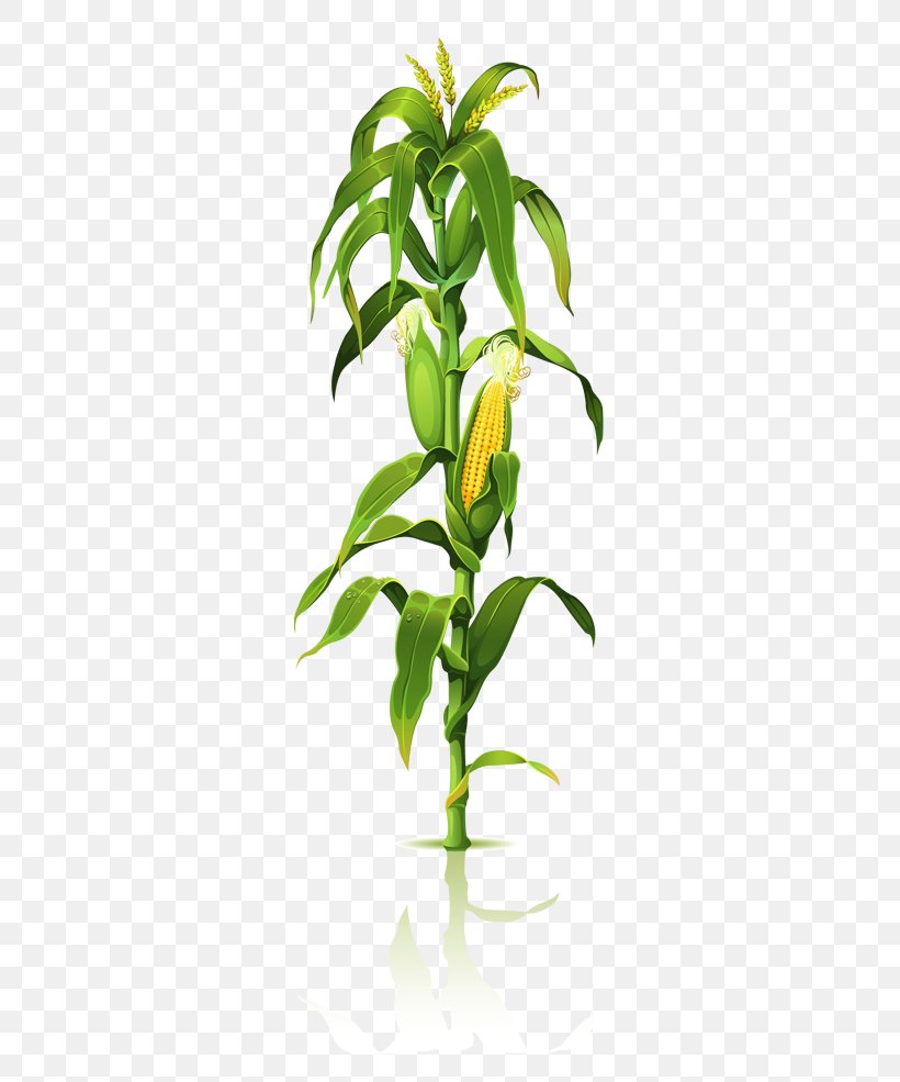 Corn On The Cob Clip Art Maize Plant Stem Drawing, PNG, 300x985px, Corn On The Cob, Branch, Corn Starch, Drawing, Ear Download Free
