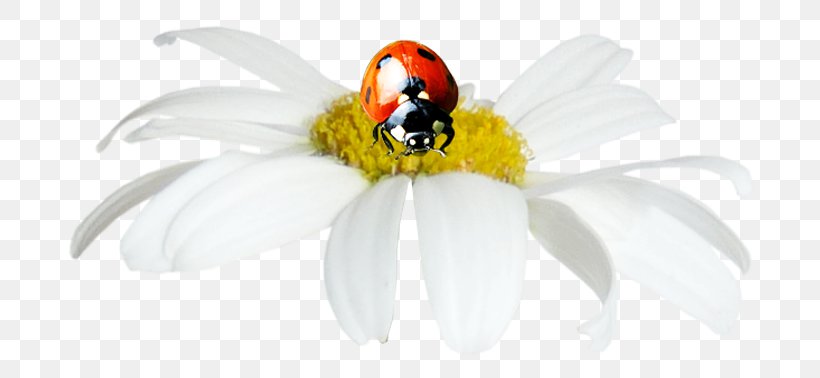 Ladybird Insect Painting Pollinator DenizBank, PNG, 700x378px, Ladybird, Advertising, April, Beak, Bird Download Free