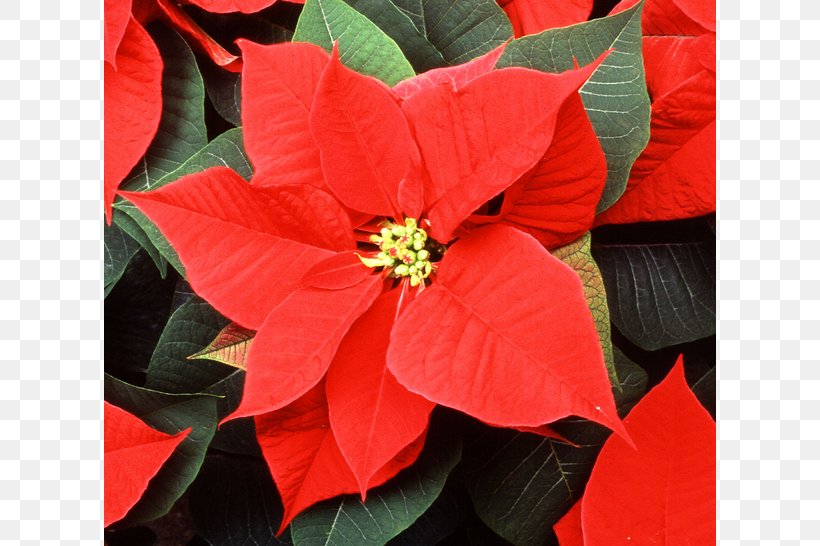 Mexico Spurges Poinsettia Flower Christmas, PNG, 612x546px, Mexico, Annual Plant, Bract, Christmas, Christmas In Mexico Download Free