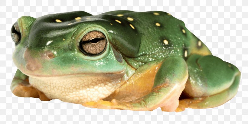 American Bullfrog Edible Frog Common Frog Tree Frog, PNG, 850x426px, American Bullfrog, American Water Frogs, Amphibian, Amphibians, Bullfrog Download Free