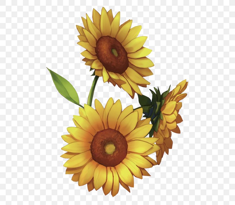 Common Sunflower Download Sunlight, PNG, 500x714px, Common Sunflower, Computer Software, Cut Flowers, Daisy Family, Flower Download Free