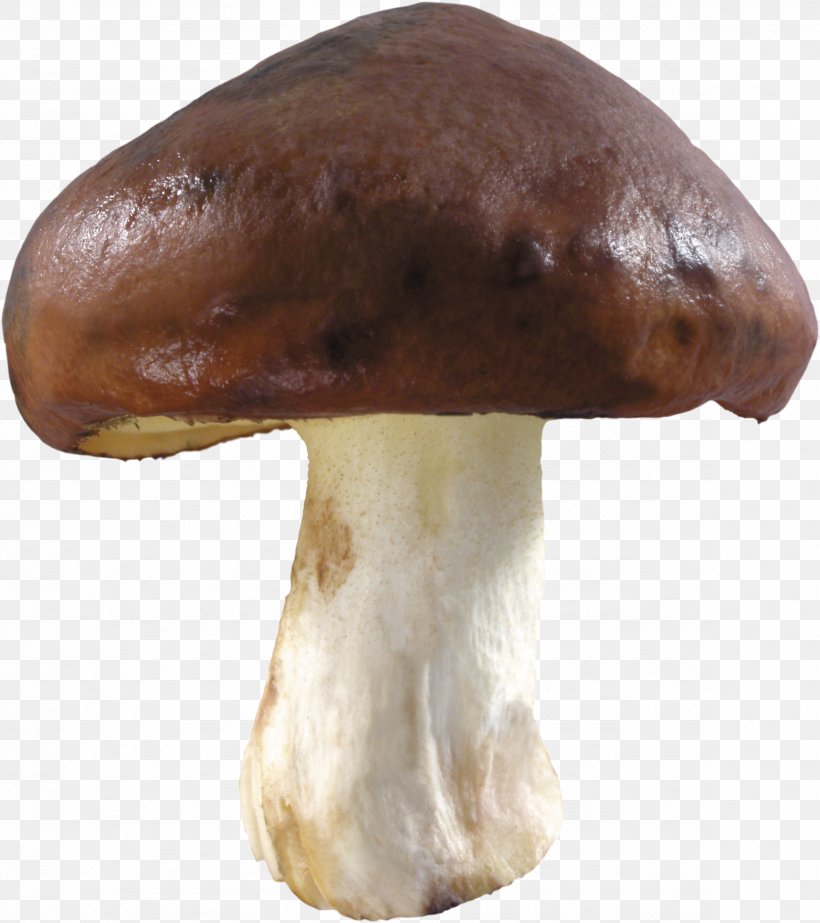 Edible Mushroom Image Resolution, PNG, 2358x2657px, Mushroom, Common Mushroom, Display Resolution, Edible Mushroom, Enokitake Download Free