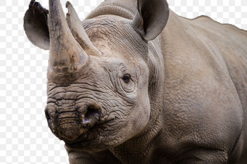 Kruger National Park Black Rhinoceros White Rhinoceros African Rhino, PNG, 1000x667px, Kruger National Park, African Rhino, Black Rhinoceros, Elephant, Fauna Download Free