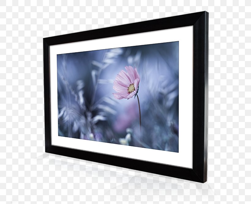 Picture Frames Photography Printing Display Device Canvas Print, PNG, 750x669px, Picture Frames, Canvas, Canvas Print, Computer Monitor, Computer Monitors Download Free