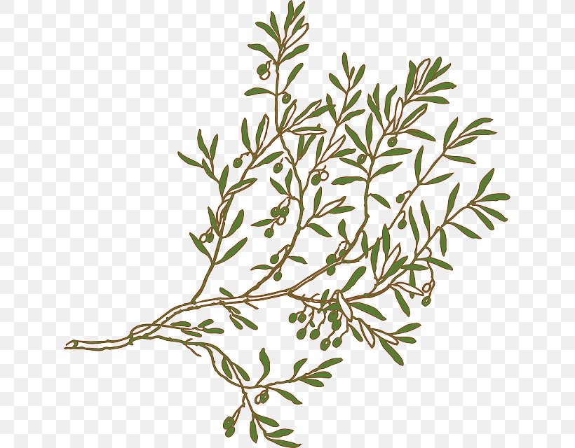 Clip Art Openclipart Free Content Olive Image, PNG, 637x640px, Olive, Branch, Drawing, Flowering Plant, Food Download Free