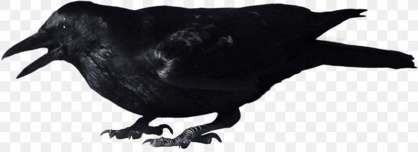 Crow Clip Art, PNG, 1282x469px, Crow, American Crow, Beak, Bird, Black And White Download Free