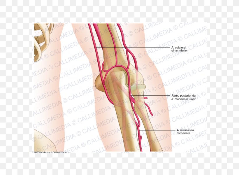 Thumb Elbow Artery Human Anatomy, PNG, 600x600px, Watercolor, Cartoon, Flower, Frame, Heart Download Free
