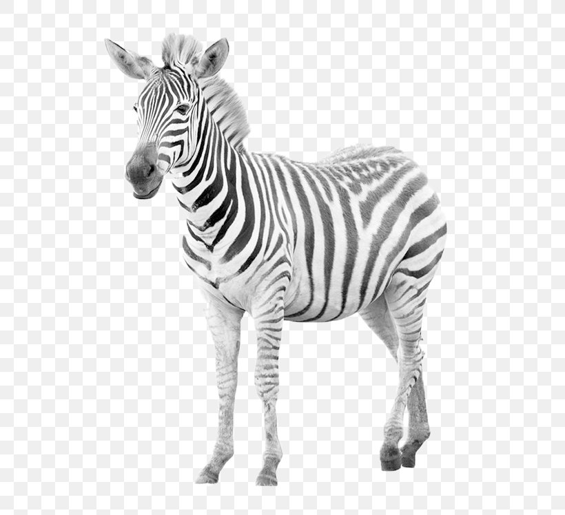 Zebra Horse Photography, PNG, 658x748px, Zebra, Black And White, Burchells Zebra, Head, Horse Download Free