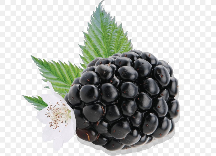 Driscoll's BlackBerry Boysenberry Auglis, PNG, 650x591px, Blackberry, Auglis, Berry, Blueberry, Boysenberry Download Free
