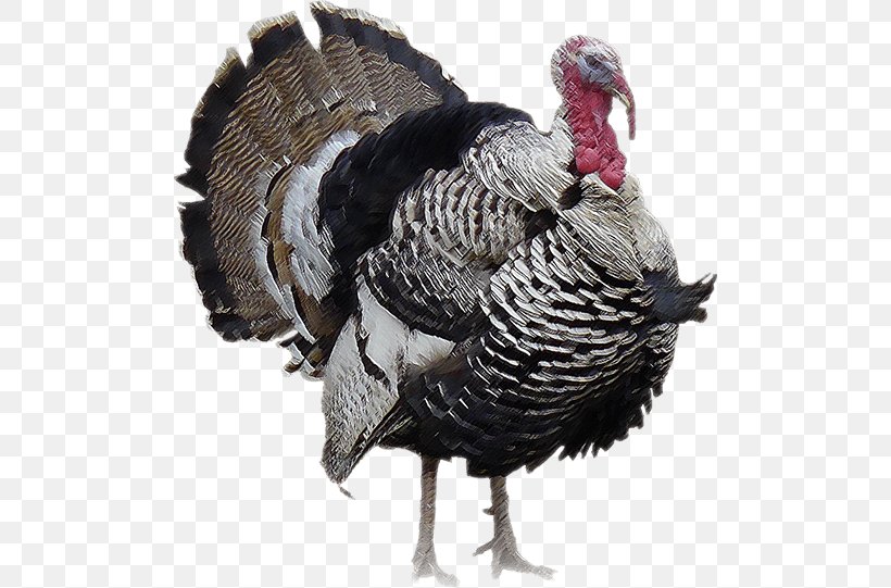 Turkey Bird Thanksgiving Middle East, PNG, 500x541px, Turkey, Beak, Bird, Boaring Experiences Llc, Domesticated Turkey Download Free