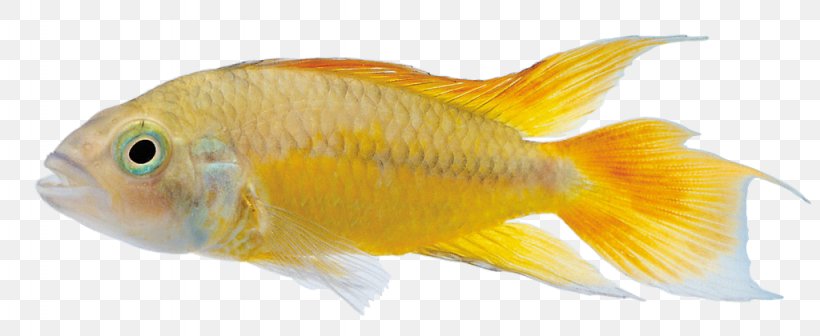Commercial Fish Feed Ornamental Fish, PNG, 1024x420px, Fish, Animation, Commercial Fish Feed, Extrusion, Fauna Download Free