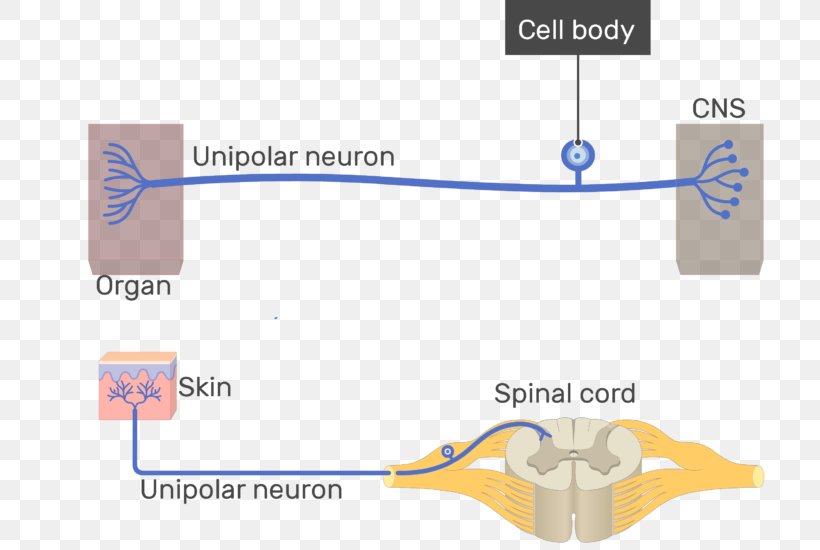 Pseudounipolar Neuron Multipolar Neuron Bipolar Neuron, PNG, 717x550px, Unipolar Neuron, Area, Axon, Bipolar Neuron, Cell Download Free