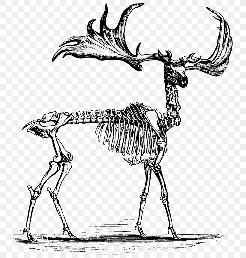 Red Deer Elk Skeleton Anatomy, PNG, 1600x1680px, Deer, Alaska Moose, Anatomy, Antler, Art Download Free