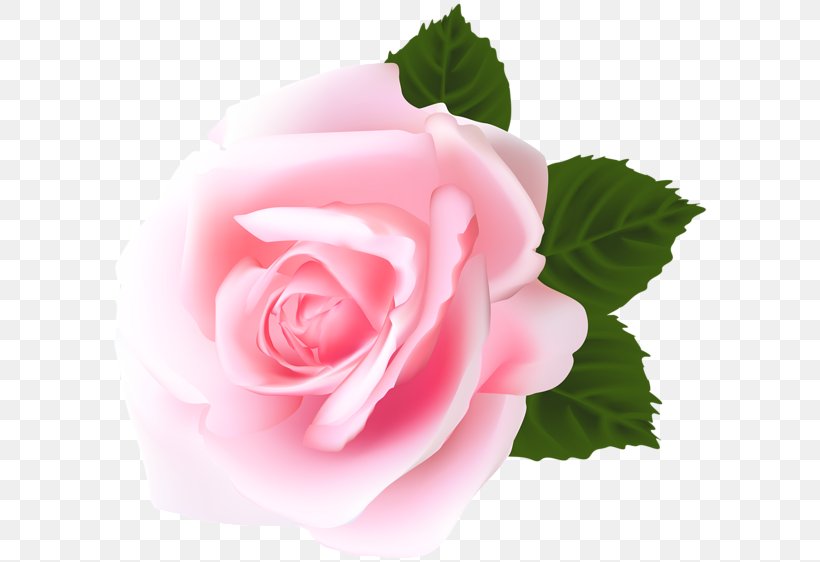 Centifolia Roses Floribunda Garden Roses Clip Art, PNG, 600x562px, Centifolia Roses, China Rose, Cut Flowers, Decoupage, Floribunda Download Free