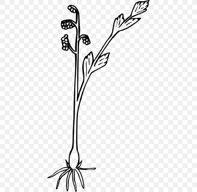 Clip Art, PNG, 426x800px, Wildflower, Beak, Black And White, Branch, Flora Download Free