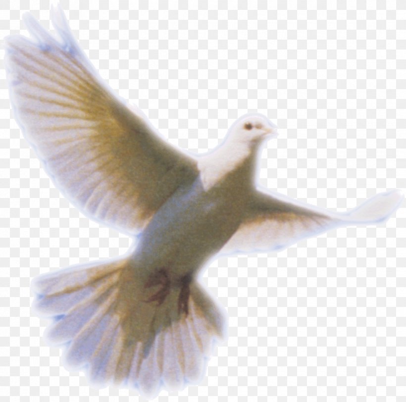 Columbidae Holy Spirit Doves As Symbols, PNG, 1240x1228px, Columbidae, Beak, Bird, Breathing, Doves As Symbols Download Free