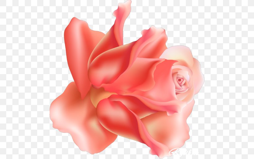 Garden Roses Centifolia Roses Floribunda Cut Flowers Petal, PNG, 500x515px, Garden Roses, Centifolia Roses, Close Up, Closeup, Cut Flowers Download Free