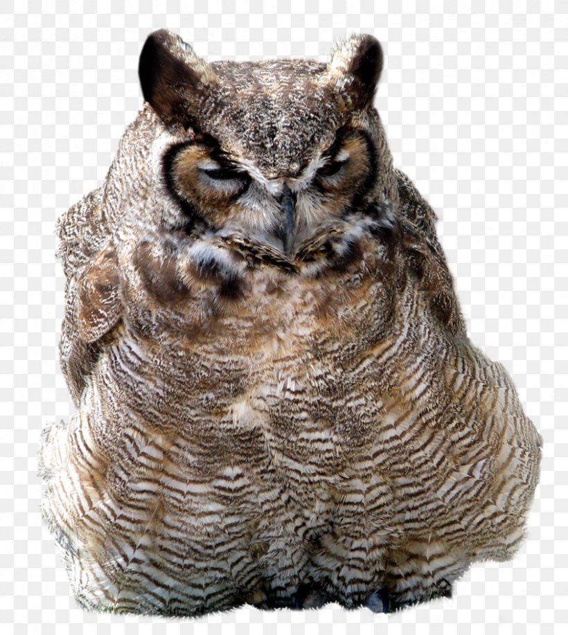 Great Horned Owl American Crow Clip Art, PNG, 845x945px, Owl, American Crow, Barn Owl, Beak, Bird Download Free