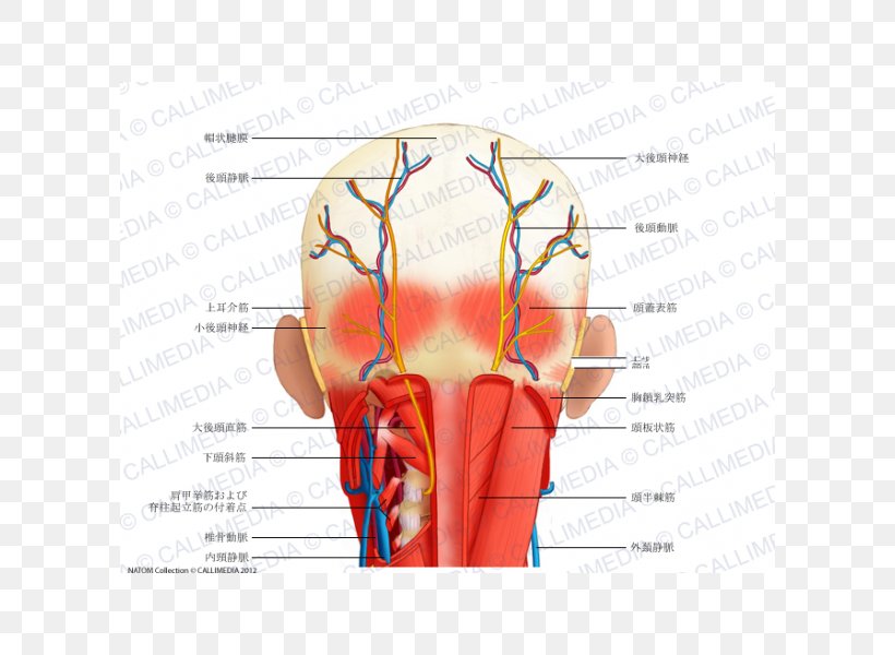 Head And Neck Anatomy Human Head Muscle, PNG, 600x600px, Watercolor, Cartoon, Flower, Frame, Heart Download Free