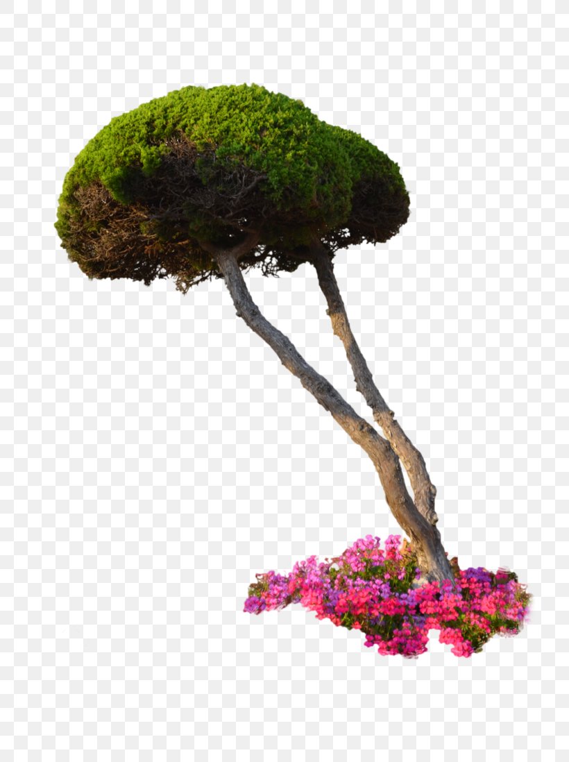 Plant Flower Tree Shrub, PNG, 727x1098px, Plant, Architectural Rendering, Bonsai, Flower, Flowerpot Download Free