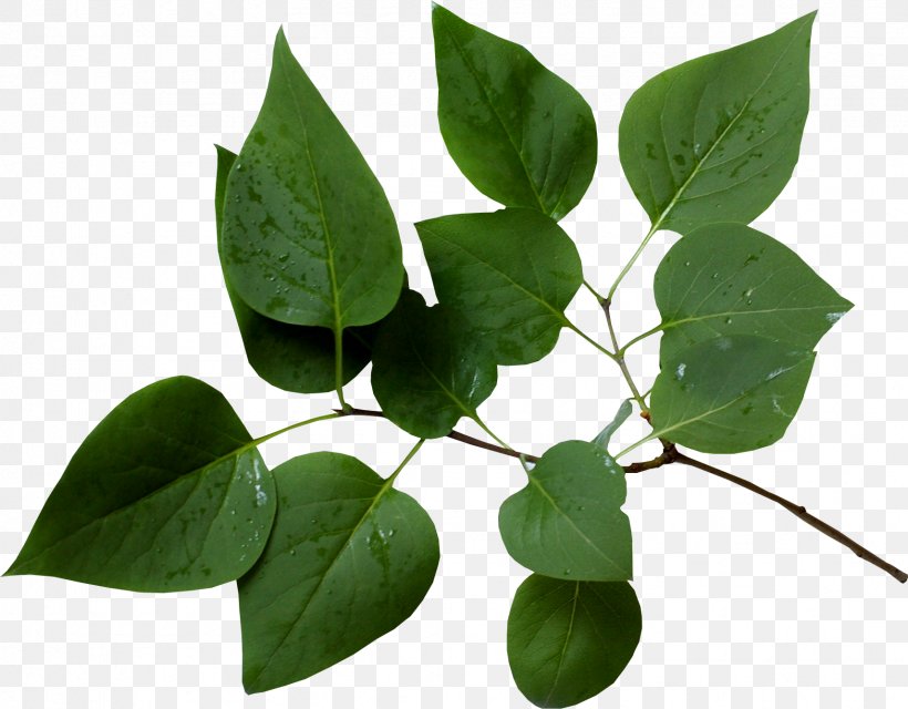 Branch Leaf Tree Twig, PNG, 1713x1337px, Branch, Information, Leaf, Lindens, Mountainash Download Free