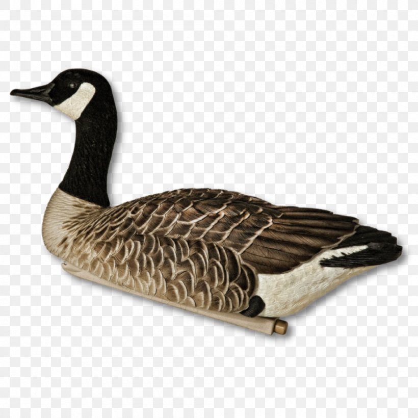 Canada Goose Greylag Goose Mallard, PNG, 1000x1000px, Goose, Beak, Bird, Canada, Canada Goose Download Free
