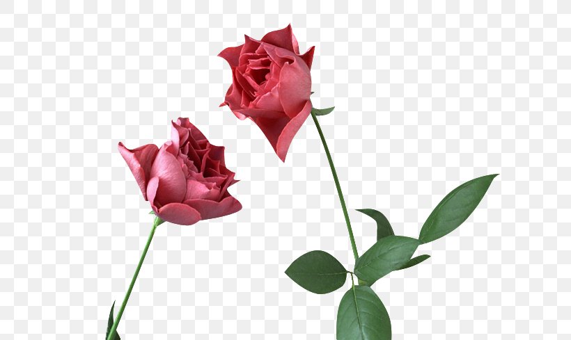 Clip Art Garden Roses Adobe Photoshop Image, PNG, 650x489px, Garden Roses, Blog, Bud, Cut Flowers, Fetty Wap Download Free