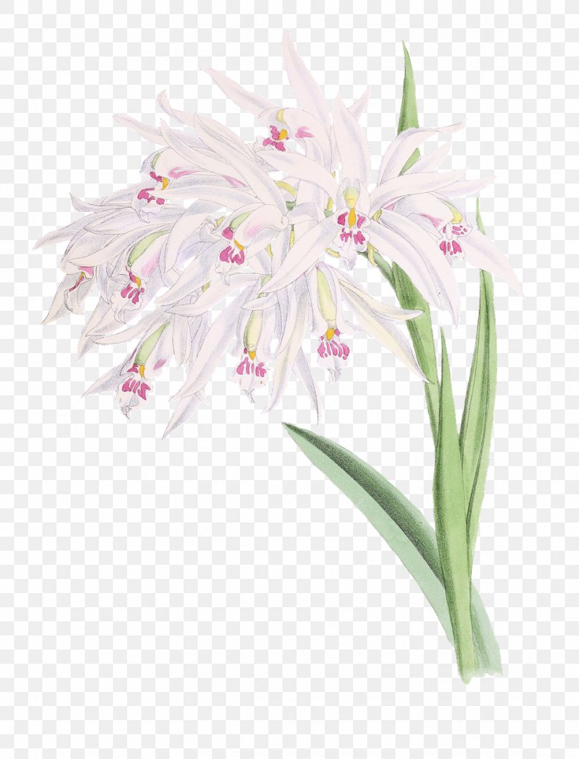Cut Flowers Hyacinthus Orientalis Clip Art, PNG, 976x1280px, Flower, Amaryllis Belladonna, Cut Flowers, Flora, Floral Design Download Free