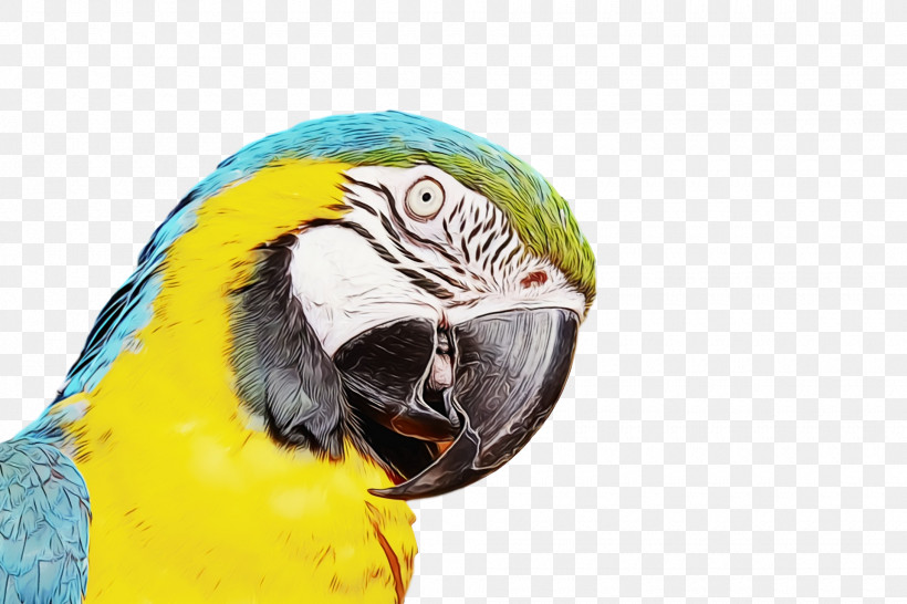 Lovebird, PNG, 1920x1280px, Watercolor, Beak, Birds, Blueandyellow Macaw, Feather Download Free
