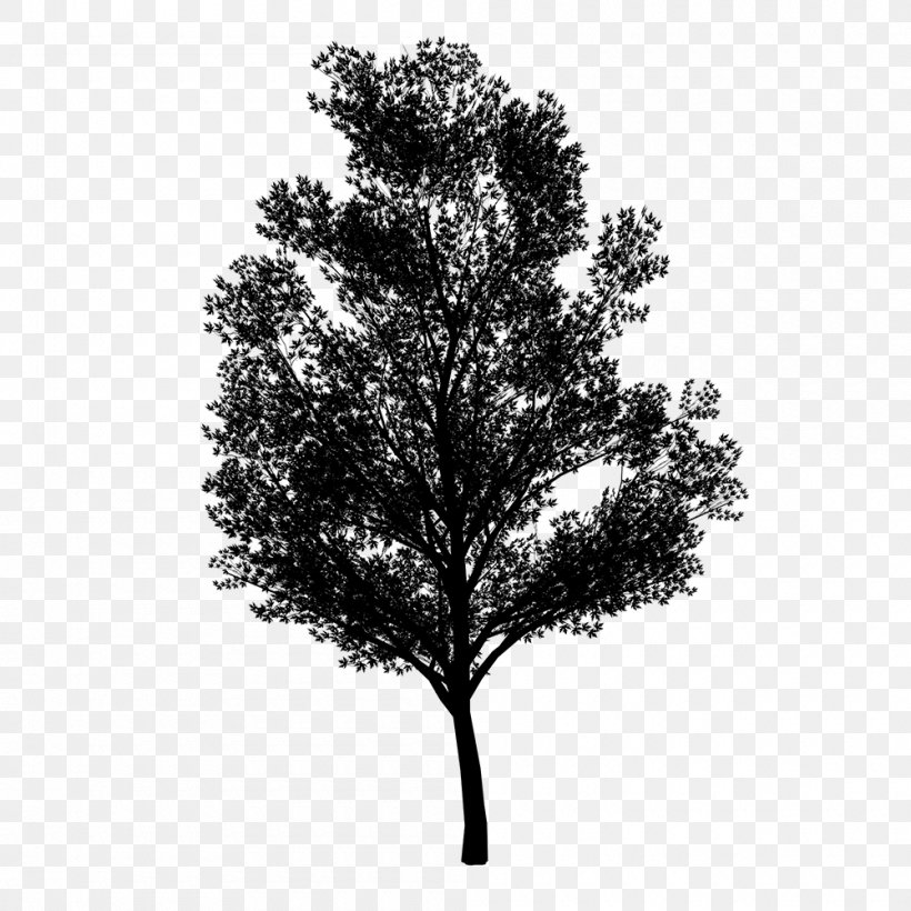 Pine Family Leaf, PNG, 1000x1000px, Pine, American Larch, Blackandwhite, Branch, Deciduous Download Free