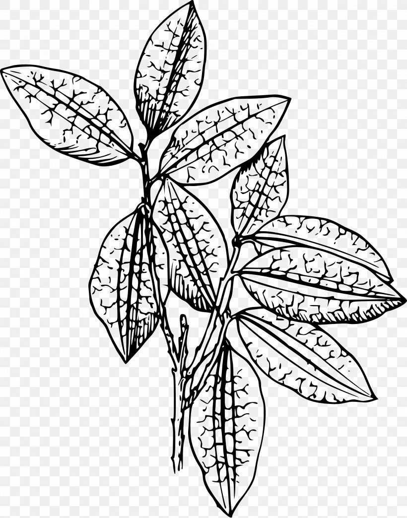 Plant Drawing Clip Art, PNG, 2555x3255px, Plant, Art, Artwork, Black And White, Branch Download Free