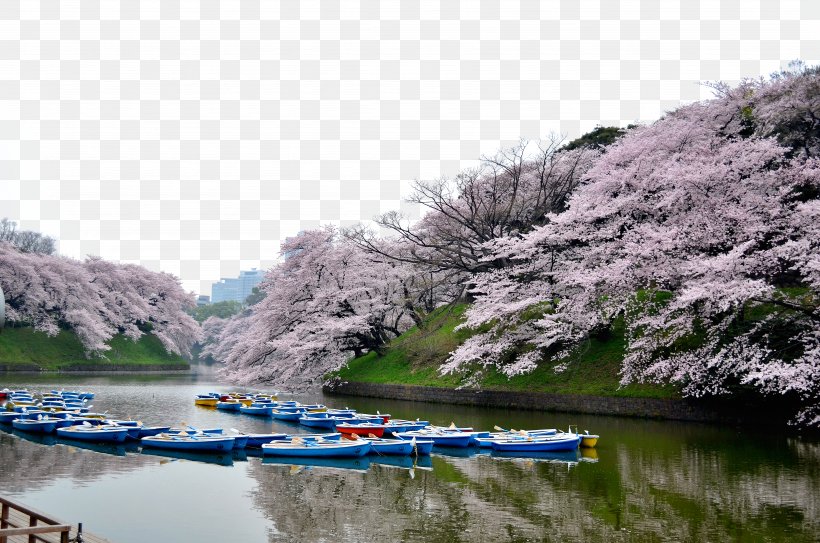 Tokyo Cherry Blossom Tourism, PNG, 4928x3264px, Tokyo, Bank, Blossom, Canal, Cherry Blossom Download Free