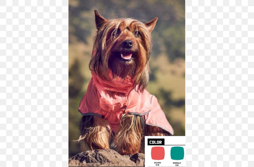 Australian Terrier Australian Silky Terrier Yorkshire Terrier Norwich Terrier Cairn Terrier, PNG, 465x540px, Australian Terrier, Australian Silky Terrier, Breed, Cairn, Cairn Terrier Download Free