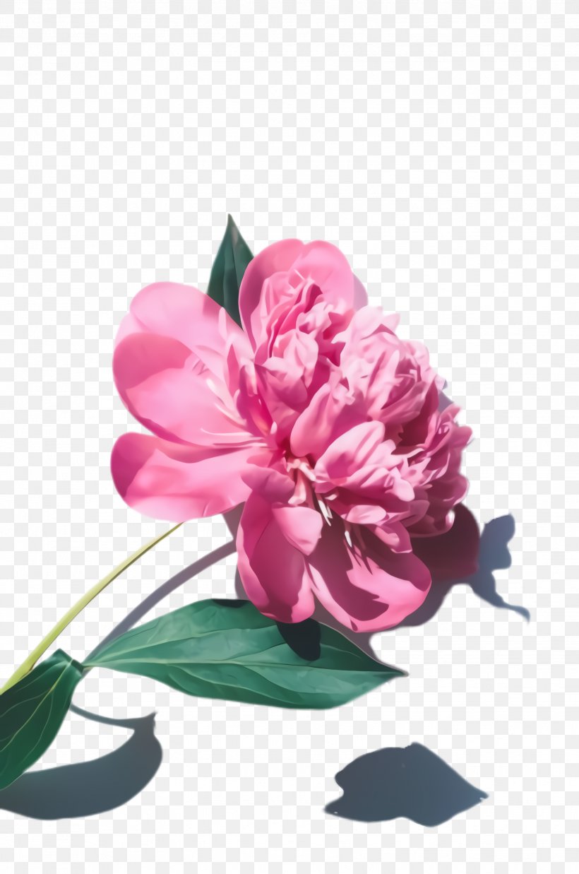 Flower Flowering Plant Petal Pink Plant, PNG, 1628x2456px, Flower, Chinese Peony, Common Peony, Cut Flowers, Flowering Plant Download Free