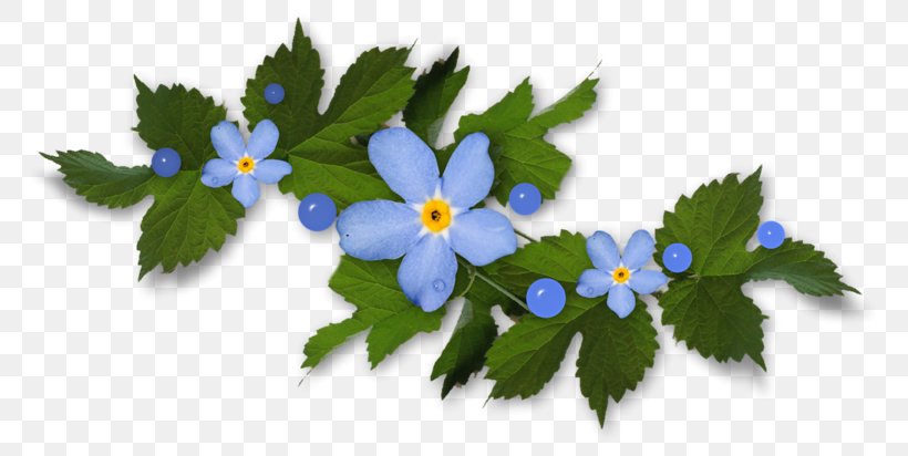 Blog, PNG, 800x412px, Blog, Animaatio, Borage Family, Branch, Flora Download Free