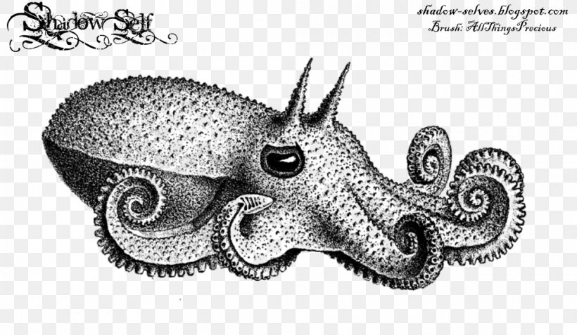 Octopus Squid The Cephalopoda Of The Hawaiian Islands Drawing, PNG, 1000x582px, Octopus, Animal, Aquatic Animal, Argonaut, Argonauta Hians Download Free