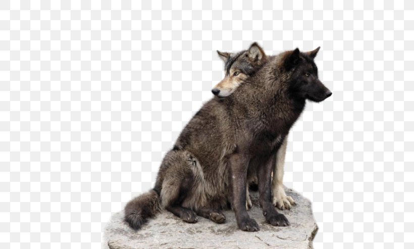 Wolfdog Yukon Wolf Tortoiseshell Cat Mane, PNG, 529x493px, Dog, Animal, Canis Lupus Tundrarum, Cat, Couple Download Free