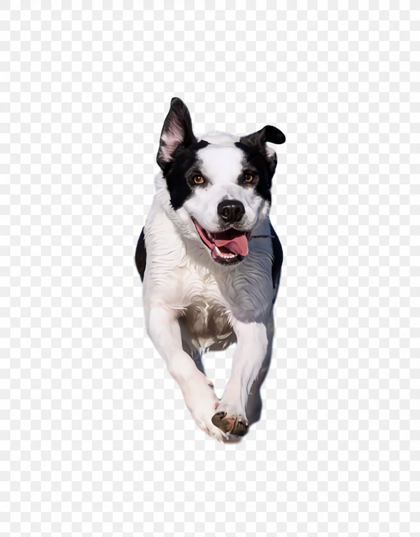 Boston Terrier Snout Leash Terrier Breed, PNG, 1000x1280px, Boston Terrier, Biology, Breed, Dog, Groupm Download Free