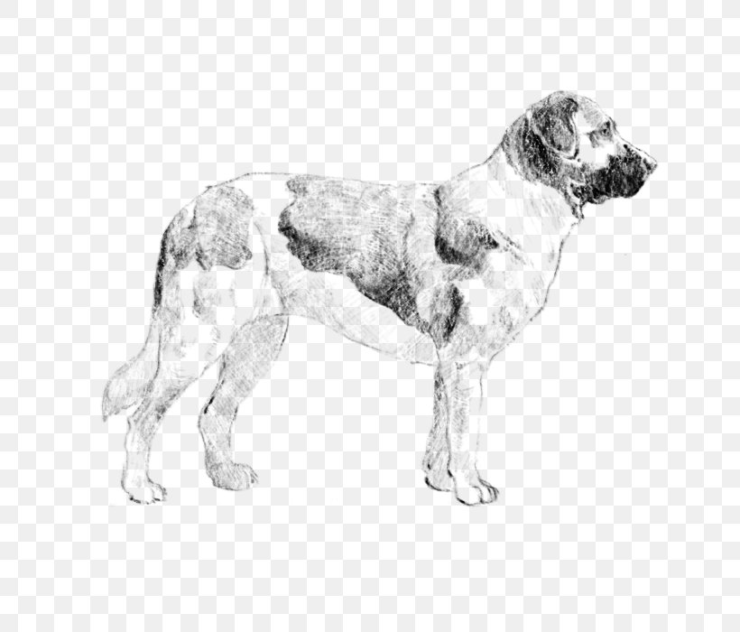 English Setter Dog Breed Spaniel Sporting Group, PNG, 700x700px, English Setter, Breed, Carnivoran, Crossbreed, Dog Download Free